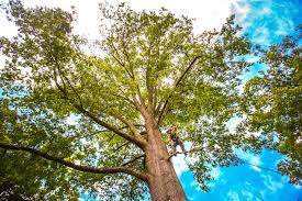 Professional Tree Services in Fredericktown, MO