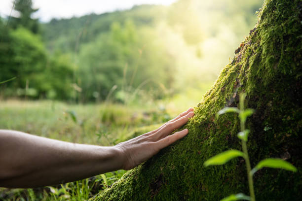 How Our Tree Care Process Works  in  Fredericktown, MO