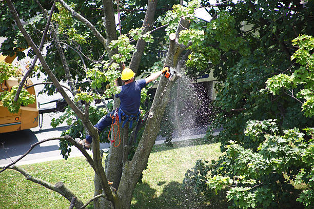 Mulching Services in Fredericktown, MO